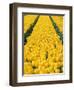 yellow tulipfield-null-Framed Photographic Print