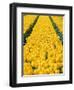 yellow tulipfield-null-Framed Photographic Print