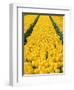 yellow tulipfield-null-Framed Photographic Print