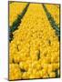 yellow tulipfield-null-Mounted Photographic Print