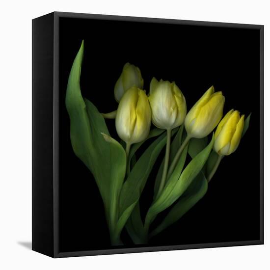 Yellow Tulips 3-Magda Indigo-Framed Stretched Canvas