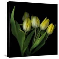 Yellow Tulips 3-Magda Indigo-Stretched Canvas