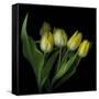 Yellow Tulips 3-Magda Indigo-Framed Stretched Canvas