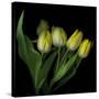 Yellow Tulips 3-Magda Indigo-Stretched Canvas