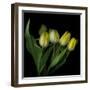 Yellow Tulips 3-Magda Indigo-Framed Premium Photographic Print