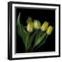 Yellow Tulips 3-Magda Indigo-Framed Premium Photographic Print