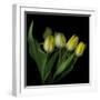 Yellow Tulips 3-Magda Indigo-Framed Premium Photographic Print