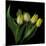 Yellow Tulips 3-Magda Indigo-Mounted Photographic Print