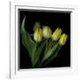 Yellow Tulips 3-Magda Indigo-Framed Photographic Print