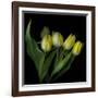 Yellow Tulips 3-Magda Indigo-Framed Photographic Print