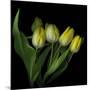 Yellow Tulips 3-Magda Indigo-Mounted Photographic Print