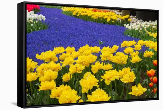 Yellow Tulips and Blue Muscari in Dutch Garden-neirfy-Framed Stretched Canvas