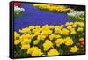 Yellow Tulips and Blue Muscari in Dutch Garden-neirfy-Framed Stretched Canvas