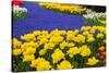 Yellow Tulips and Blue Muscari in Dutch Garden-neirfy-Stretched Canvas