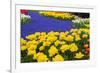 Yellow Tulips and Blue Muscari in Dutch Garden-neirfy-Framed Photographic Print