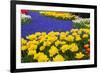 Yellow Tulips and Blue Muscari in Dutch Garden-neirfy-Framed Photographic Print