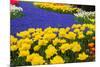 Yellow Tulips and Blue Muscari in Dutch Garden-neirfy-Mounted Photographic Print