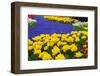 Yellow Tulips and Blue Muscari in Dutch Garden-neirfy-Framed Photographic Print