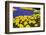 Yellow Tulips and Blue Muscari in Dutch Garden-neirfy-Framed Photographic Print