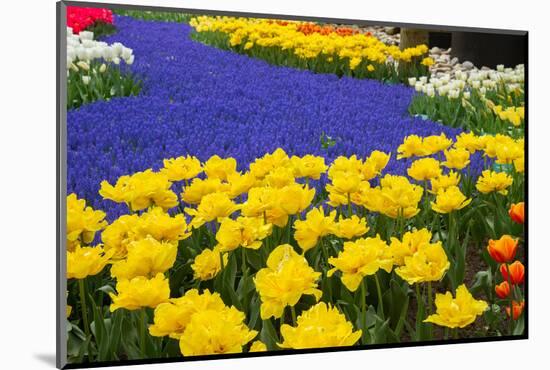 Yellow Tulips and Blue Muscari in Dutch Garden-neirfy-Mounted Photographic Print