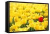 Yellow Tulips and One Red-Sofiaworld-Framed Stretched Canvas