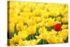 Yellow Tulips and One Red-Sofiaworld-Stretched Canvas