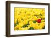 Yellow Tulips and One Red-Sofiaworld-Framed Premium Photographic Print