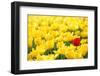 Yellow Tulips and One Red-Sofiaworld-Framed Premium Photographic Print