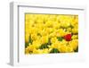 Yellow Tulips and One Red-Sofiaworld-Framed Premium Photographic Print