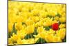 Yellow Tulips and One Red-Sofiaworld-Mounted Premium Photographic Print