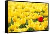 Yellow Tulips and One Red-Sofiaworld-Framed Stretched Canvas