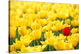Yellow Tulips and One Red-Sofiaworld-Stretched Canvas