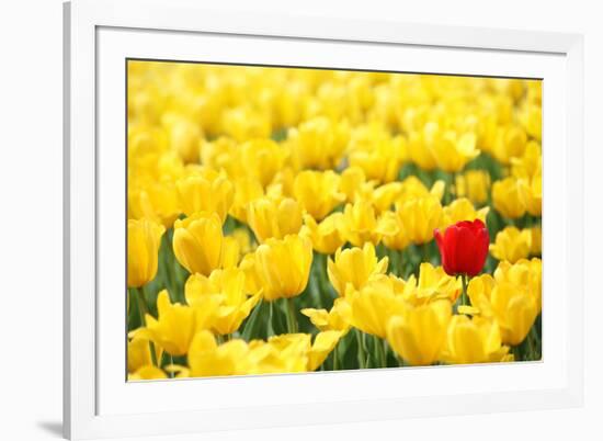 Yellow Tulips and One Red-Sofiaworld-Framed Photographic Print