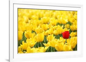 Yellow Tulips and One Red-Sofiaworld-Framed Photographic Print