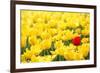 Yellow Tulips and One Red-Sofiaworld-Framed Photographic Print