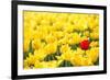 Yellow Tulips and One Red-Sofiaworld-Framed Photographic Print