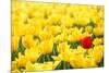 Yellow Tulips and One Red-Sofiaworld-Mounted Photographic Print