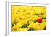 Yellow Tulips and One Red-Sofiaworld-Framed Photographic Print