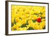 Yellow Tulips and One Red-Sofiaworld-Framed Photographic Print