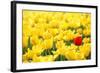 Yellow Tulips and One Red-Sofiaworld-Framed Photographic Print