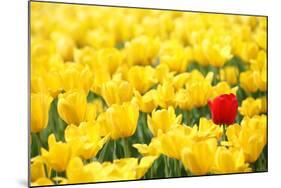Yellow Tulips and One Red-Sofiaworld-Mounted Photographic Print