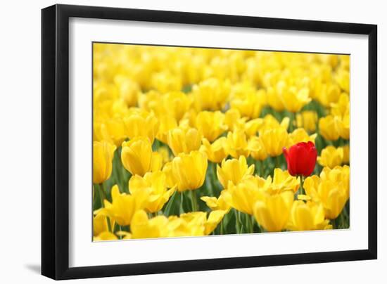 Yellow Tulips and One Red-Sofiaworld-Framed Photographic Print