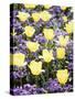 Yellow Tulips between Purple Pansys-Herbert Kehrer-Stretched Canvas