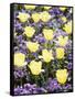 Yellow Tulips between Purple Pansys-Herbert Kehrer-Framed Stretched Canvas