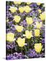 Yellow Tulips between Purple Pansys-Herbert Kehrer-Stretched Canvas