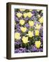 Yellow Tulips between Purple Pansys-Herbert Kehrer-Framed Photographic Print