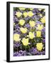 Yellow Tulips between Purple Pansys-Herbert Kehrer-Framed Photographic Print