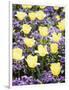 Yellow Tulips between Purple Pansys-Herbert Kehrer-Framed Photographic Print