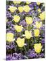 Yellow Tulips between Purple Pansys-Herbert Kehrer-Mounted Photographic Print