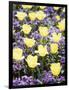 Yellow Tulips between Purple Pansys-Herbert Kehrer-Framed Photographic Print